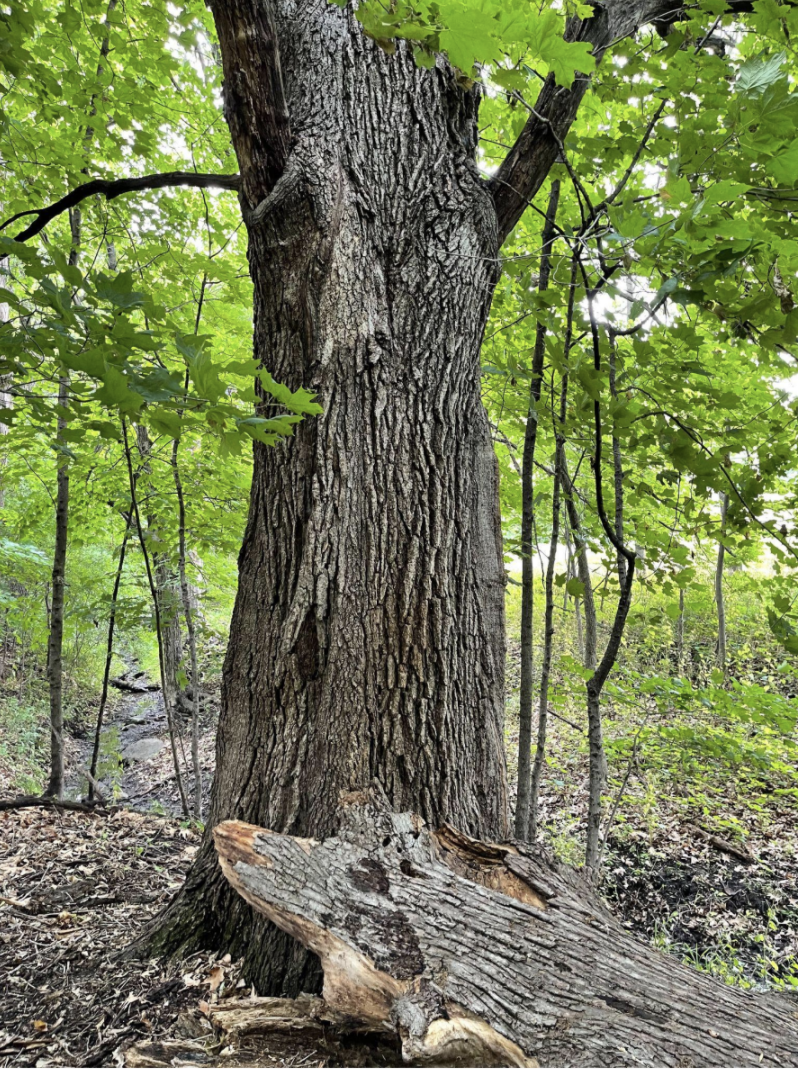 Trees — Friends of Orono